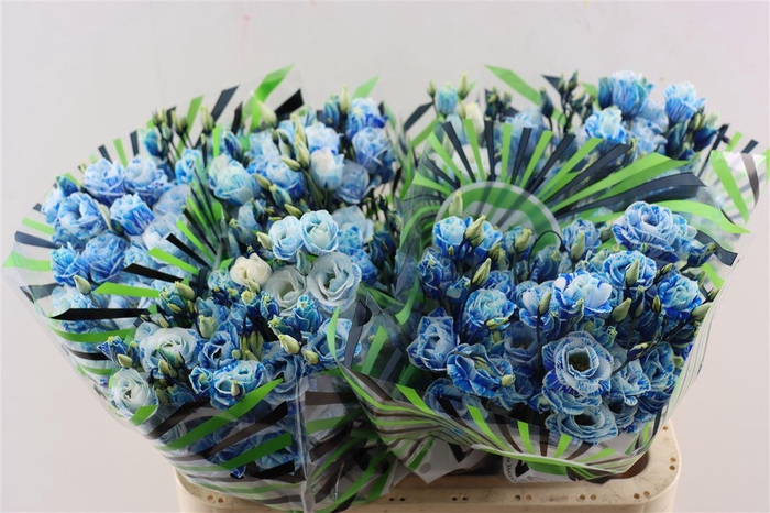 <h4>Eus G Opgetrokken Blue</h4>
