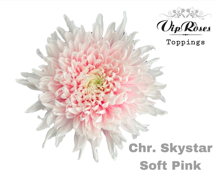 CHR G SKYSTAR SOFT PINK