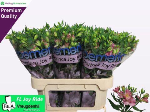 <h4>ALST FL JOY RIDE</h4>