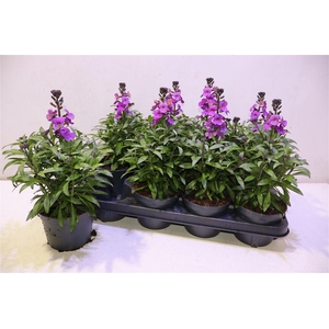 Erys Ley Purple Glow