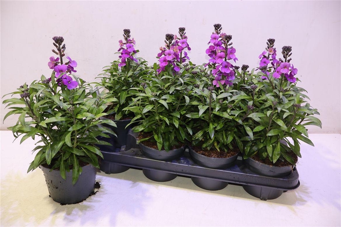 <h4>Erys Ley Purple Glow</h4>