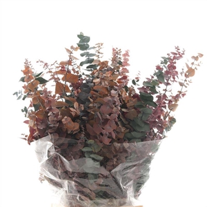 Stuartiana Gestabiliseerd