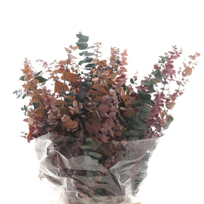 <h4>Stuartiana Gestabiliseerd</h4>