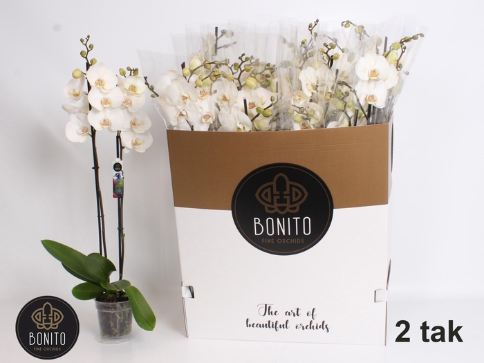 <h4>PHAL SILHOUETTE</h4>