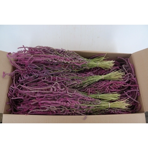 DF Limonium Suworowii Pink Bs 100g
