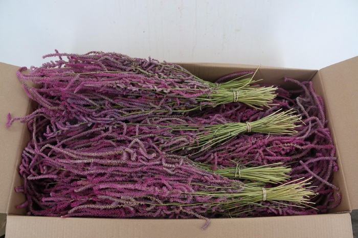 <h4>DF Limonium Suworowii Pink Bs 100g</h4>
