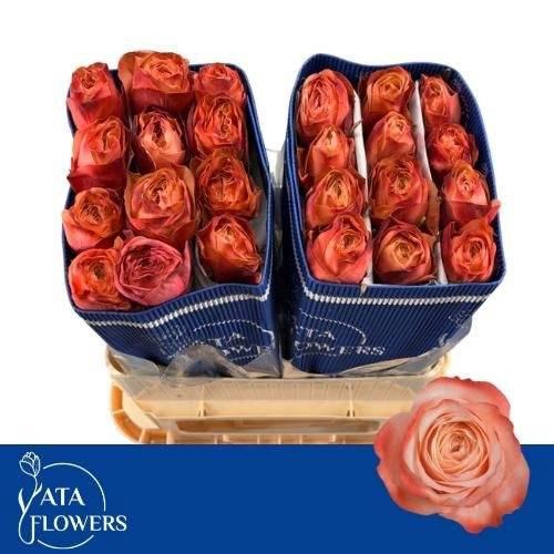 <h4>R Gr Kahala-bb</h4>