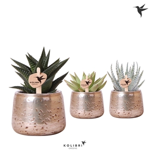 Kolibri Greens Succulenten mix in Luxury pot silver