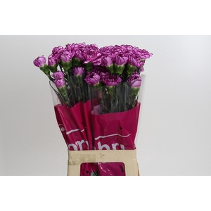 Dianthus St Royal Damascus