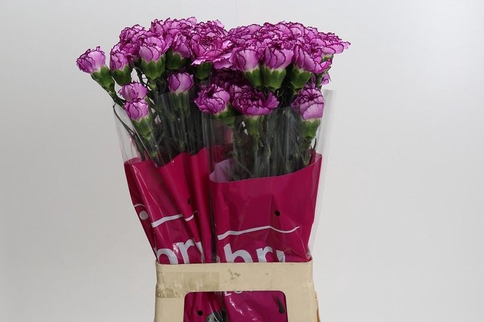 <h4>Dianthus St Royal Damascus</h4>
