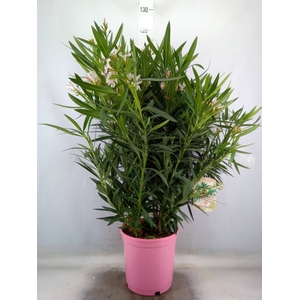 Nerium oleander   ...
