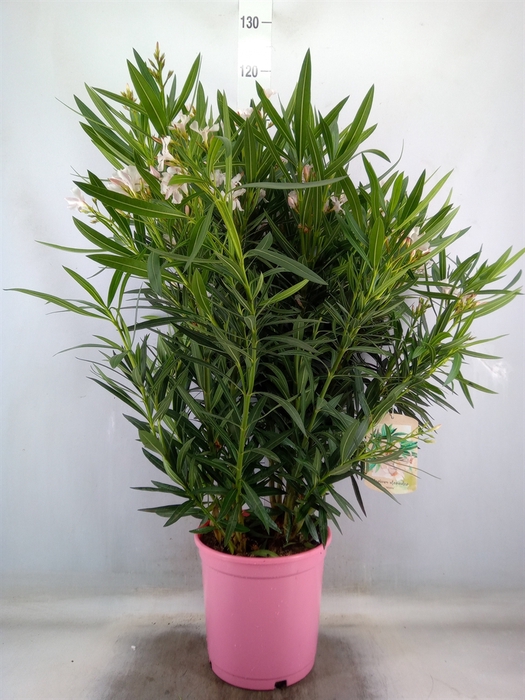 <h4>Nerium oleander   ...</h4>