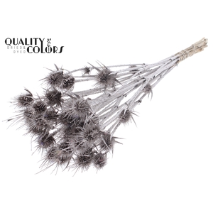 Cardi Distel Natural 10pc/bunch 55cm Champagne