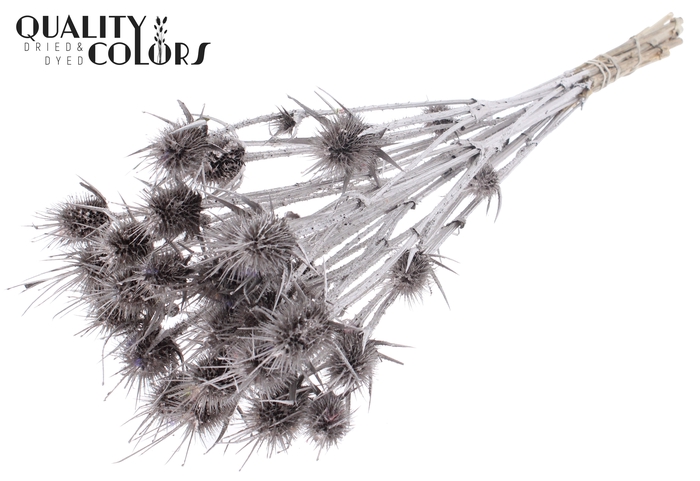 <h4>Cardi Distel Natural 10pc/bunch 55cm Champagne</h4>