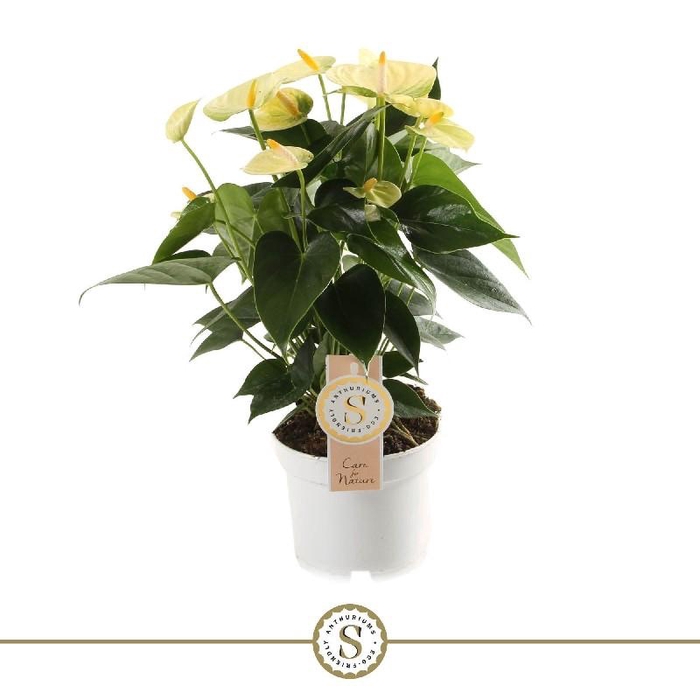 <h4>Anthurium Andreanum Yellow Champion</h4>