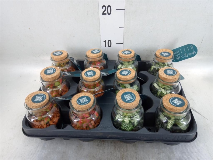 <h4>Arr. Planten L%</h4>