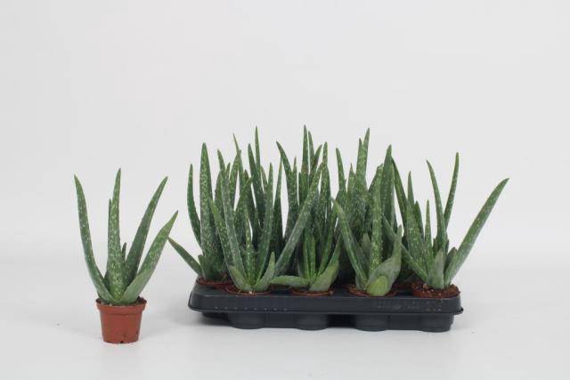 <h4>ALOE VERA</h4>