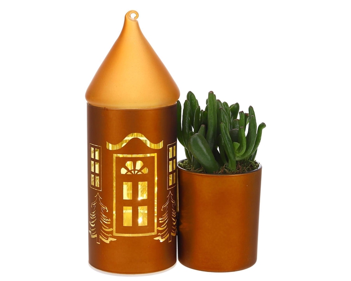 <h4>LED Duo glazen huis met Succulent</h4>
