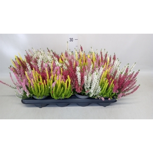 Calluna vulg. 'Beauty L Quattro'