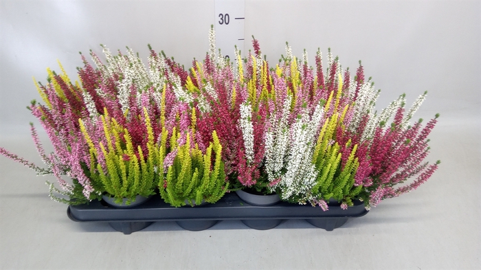 <h4>Calluna vulg. 'Beauty L Quattro'</h4>