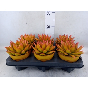 Echeveria  'Miranda'