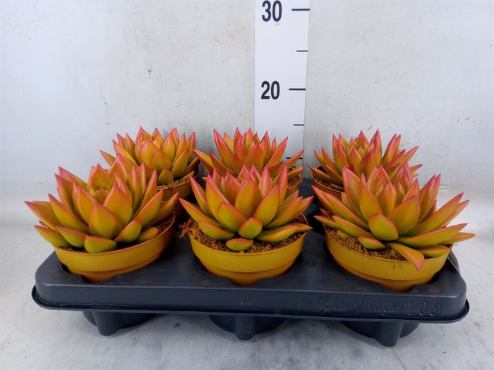 <h4>Echeveria  'Miranda'</h4>