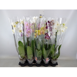 Phalaenopsis   ...mix