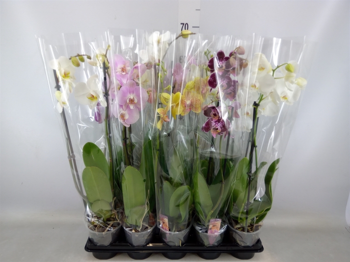 <h4>Phalaenopsis   ...mix</h4>