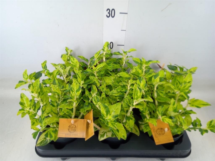 <h4>Planten   ... L%</h4>