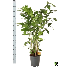 CARYOTA MITIS