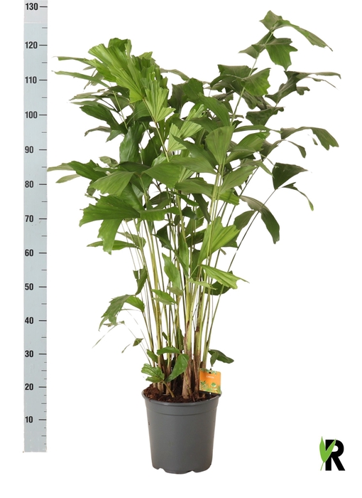 <h4>CARYOTA MITIS</h4>