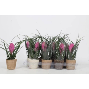 Tillandsia Anita