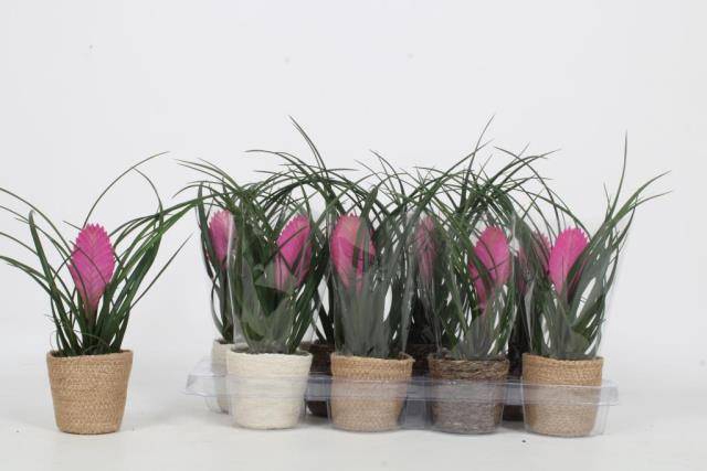 <h4>Tillandsia Anita</h4>
