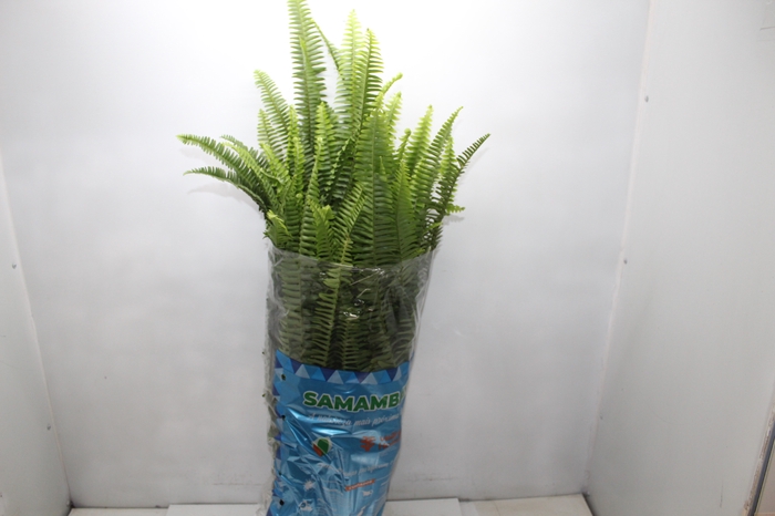 <h4>SAMAMBAIA PAULISTINHA DE SOL P20</h4>
