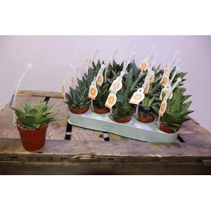 Aloe & Haw Gem Pick Upz