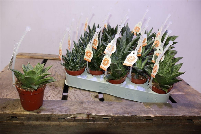 <h4>Aloe & Haw Gem Pick Upz</h4>