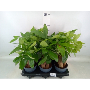 Pachira aquatica