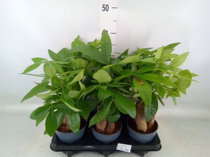 <h4>Pachira aquatica</h4>