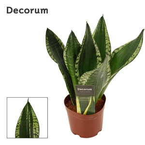 Sansevieria Silver Flame 12 cm (Decorum)