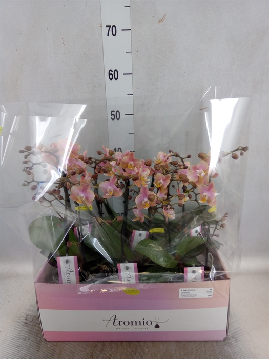 <h4>Phalaenopsis multi.   ...rose</h4>