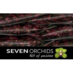 Cymb T Bp Deep Purpl