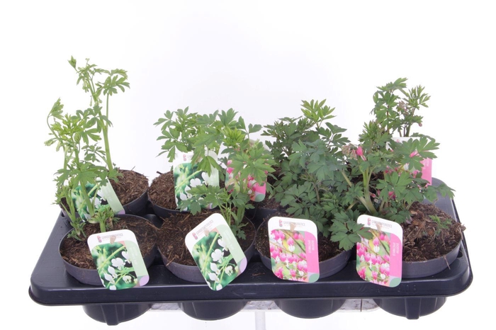 <h4>Dicentra spectabilis mix</h4>