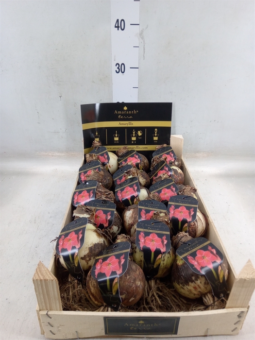 <h4>Hippeastrum   ...flowerbulbs</h4>