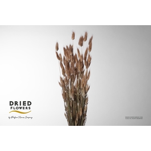 Dried Lagurus Natural