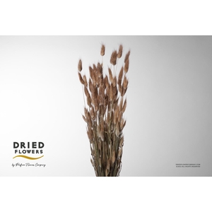 Dried Lagurus Natural