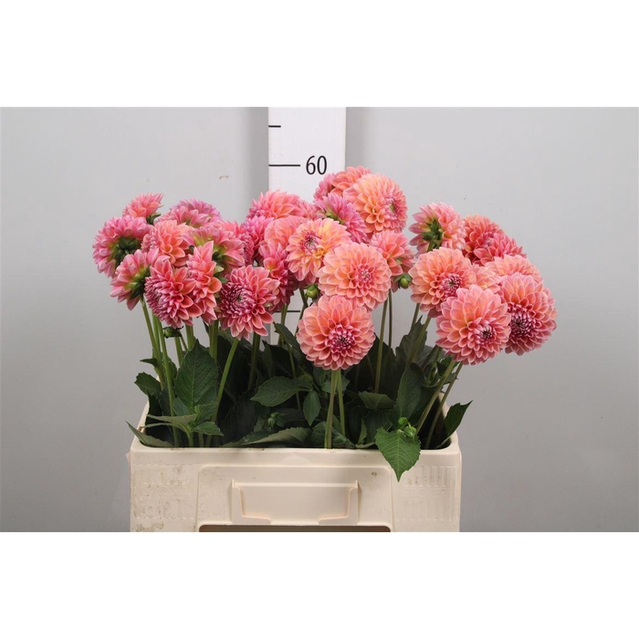 <h4>Dahl Lindas Baby</h4>