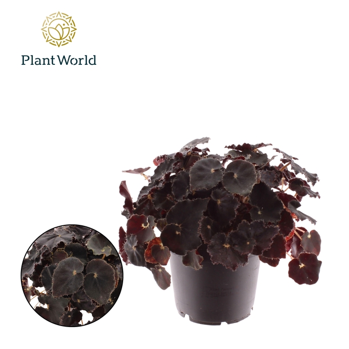 <h4>Begonia rex Dark Mambo</h4>