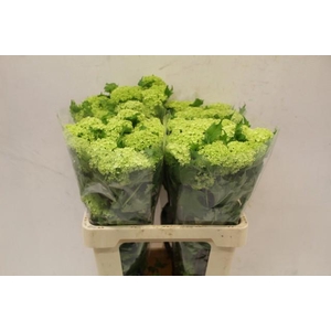 Viburnum roseum