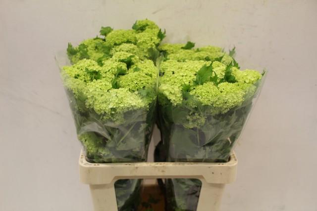 <h4>Viburnum roseum</h4>
