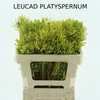 Leucad Platyspermum